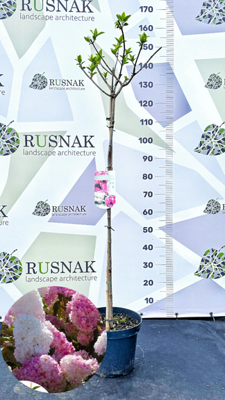 Гортензія Волотиста Мікс / Hydrangea paniculata mix С15
