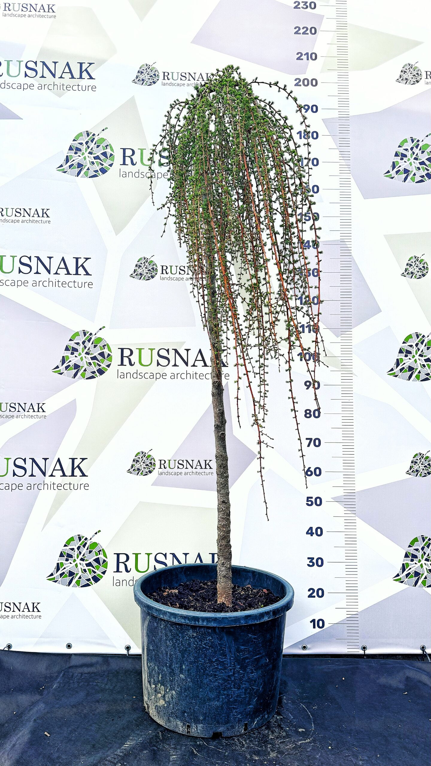 Модрина японська Стіф Віпер плакуча (на штамбі) С30