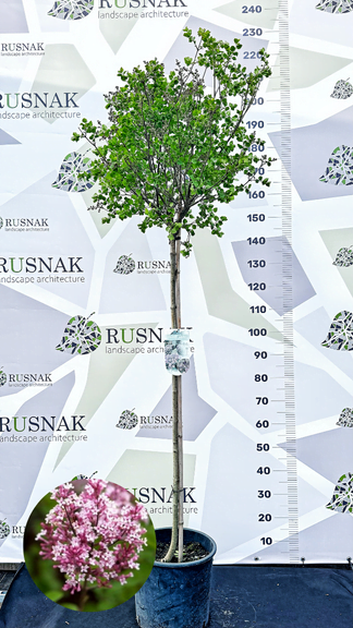 Бузок – Палібін Суперба / Syringa microphylla ‘Superba’ С15